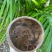25 Coconut Cup “Florida, life’s a beach”