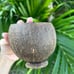 25 Coconut Cup “Florida, life’s a beach”