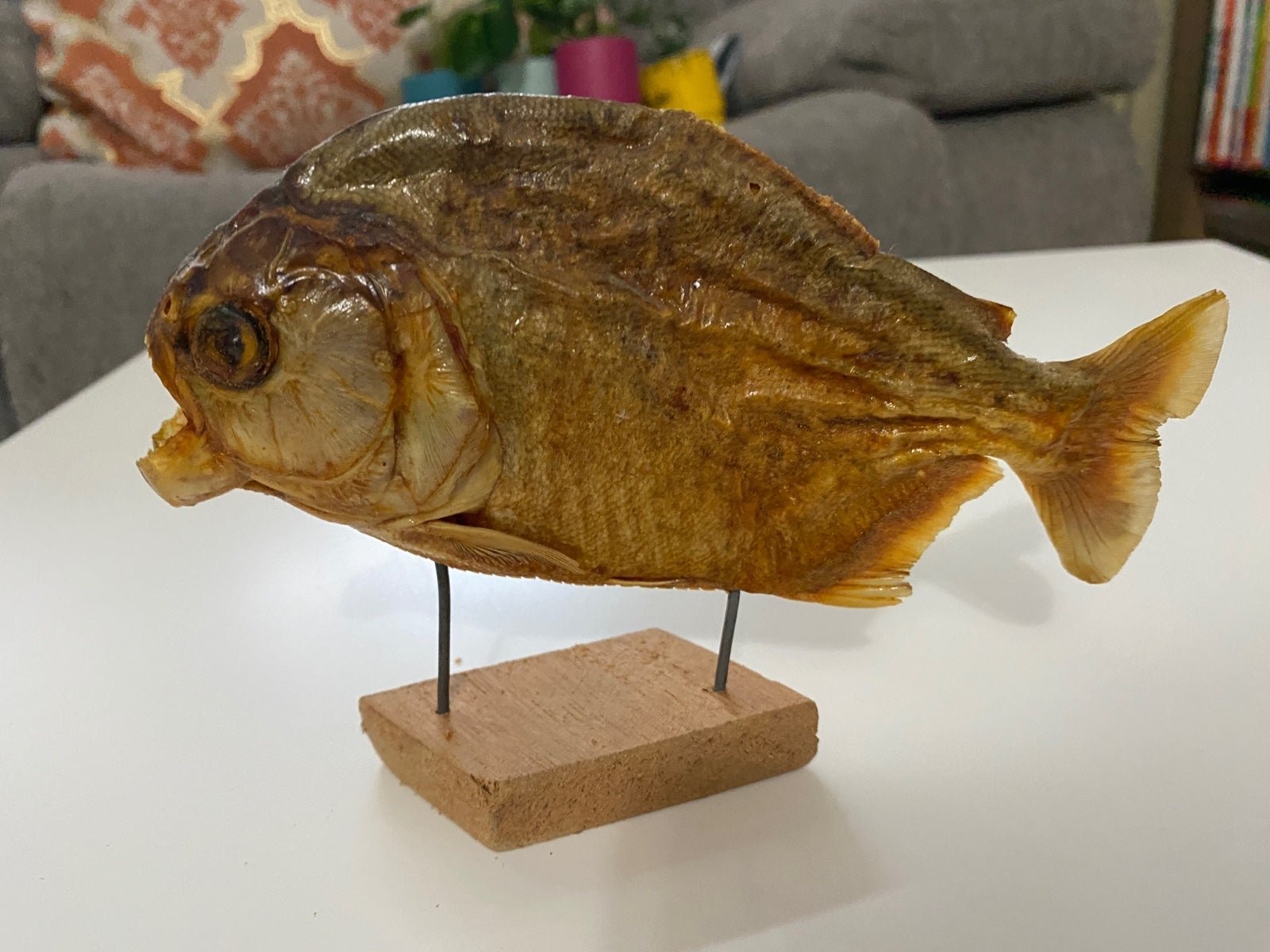 Vintage Piranha fish
