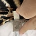 Cache Medium Vintage Animal Cheetah Padded Stretch Halter Top Blouse Buckle Y2K