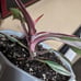 Pink Princess Philodendron