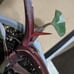 Pink Princess Philodendron