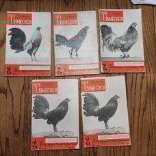 The Gamecock