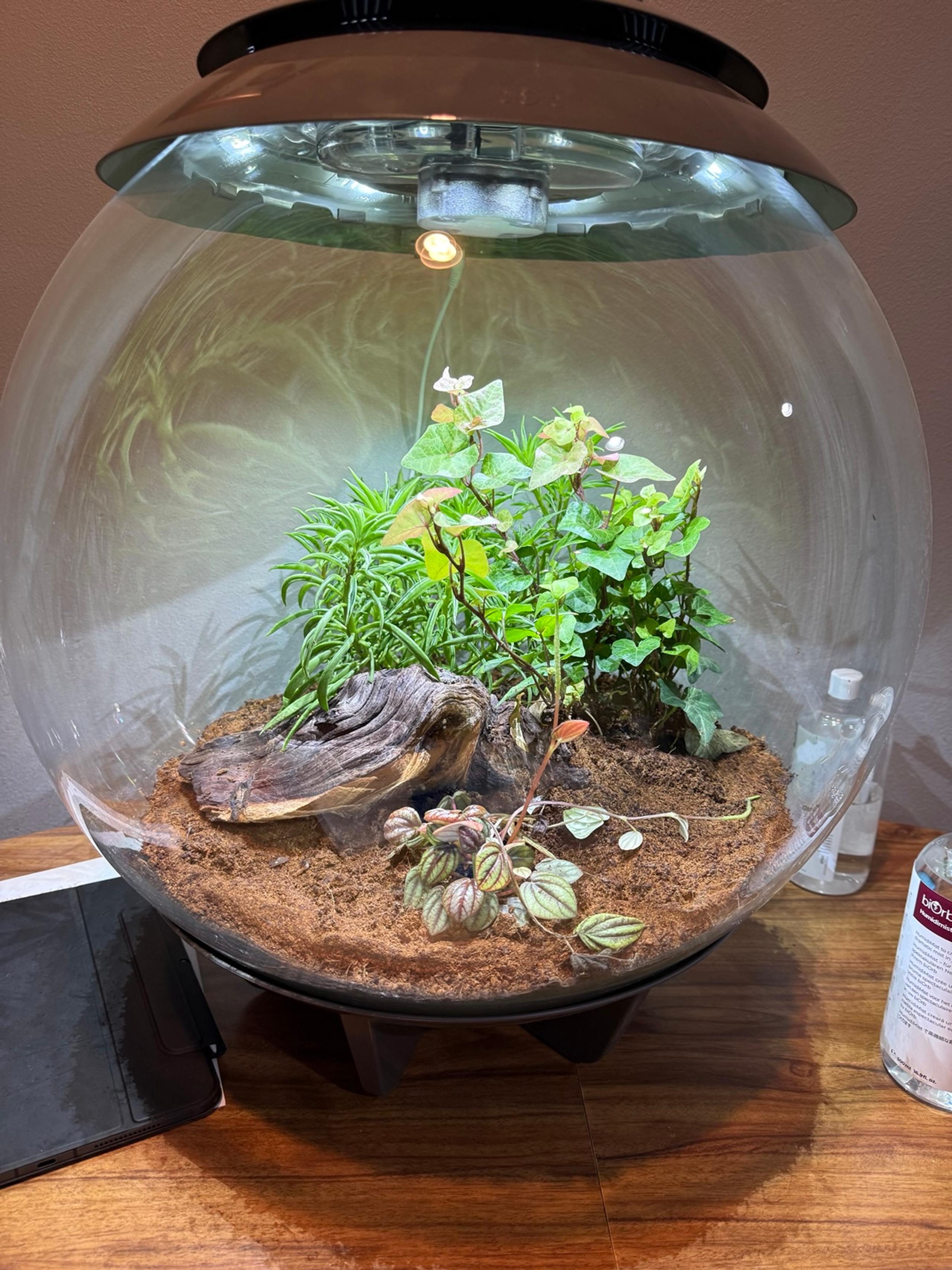 Biorb air 60 terrarium