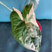syngonium albo rooted