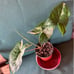 syngonium albo rooted