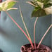 syngonium albo rooted