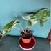 syngonium albo rooted