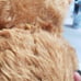 Antique Mohair Teddy Bear