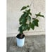 Persian Black Mulberry Fruit Tree - Incredible Flavor! Dwarfing Mulberry Tree
