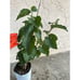 Persian Black Mulberry Fruit Tree - Incredible Flavor! Dwarfing Mulberry Tree