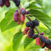 Persian Black Mulberry Fruit Tree - Incredible Flavor! Dwarfing Mulberry Tree