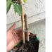 Persian Black Mulberry Fruit Tree - Incredible Flavor! Dwarfing Mulberry Tree