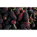 Persian Black Mulberry Fruit Tree - Incredible Flavor! Dwarfing Mulberry Tree