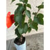 Persian Black Mulberry Fruit Tree - Incredible Flavor! Dwarfing Mulberry Tree