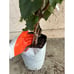 Persian Black Mulberry Fruit Tree - Incredible Flavor! Dwarfing Mulberry Tree