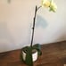 Planter For Orchids