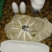 Vintage corn serving set