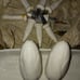 Vintage corn serving set