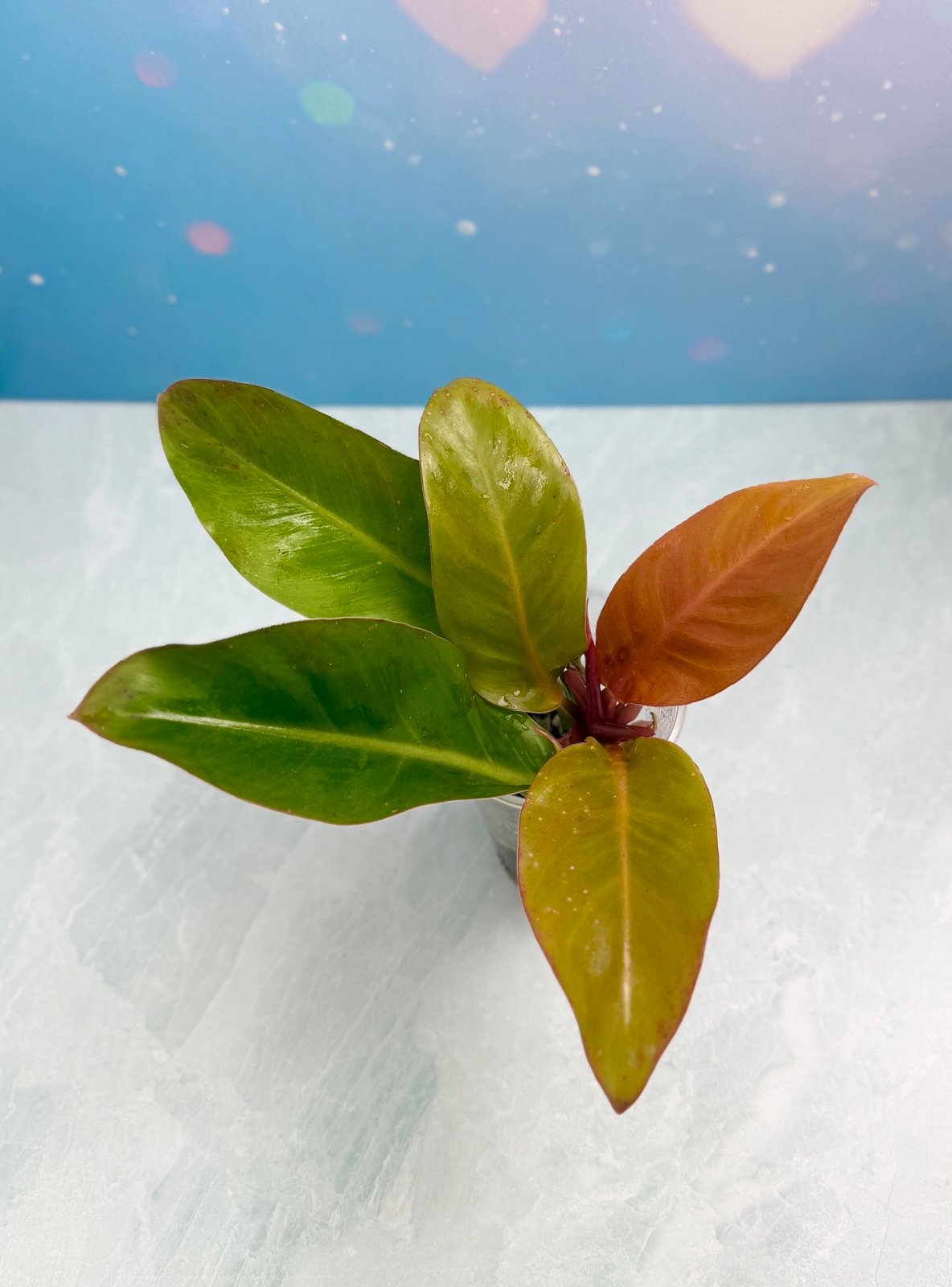 Philodendron Yellow Flame - US SELLER - Free Shipping