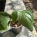 Monstera dissecta!!!