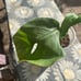 Monstera dissecta!!!
