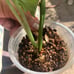 Monstera dissecta!!!