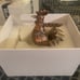 RARE Phish—Pollock Year Of The Rooster Bronze Statue #3 of 200