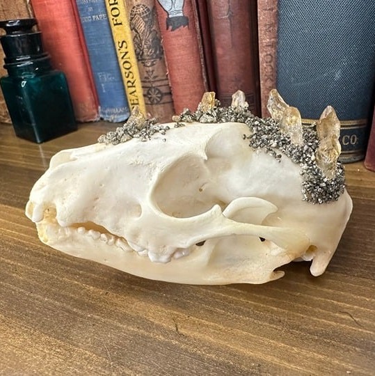 Raccoon Skull - Citrine & Pyrite