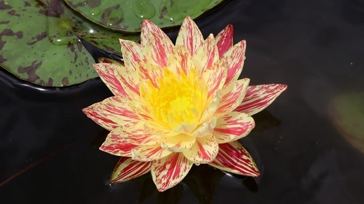 'LAVA WALK' Hardy Water Lily (Multicolor) - MATURE PLANT (with buds/blooms!)