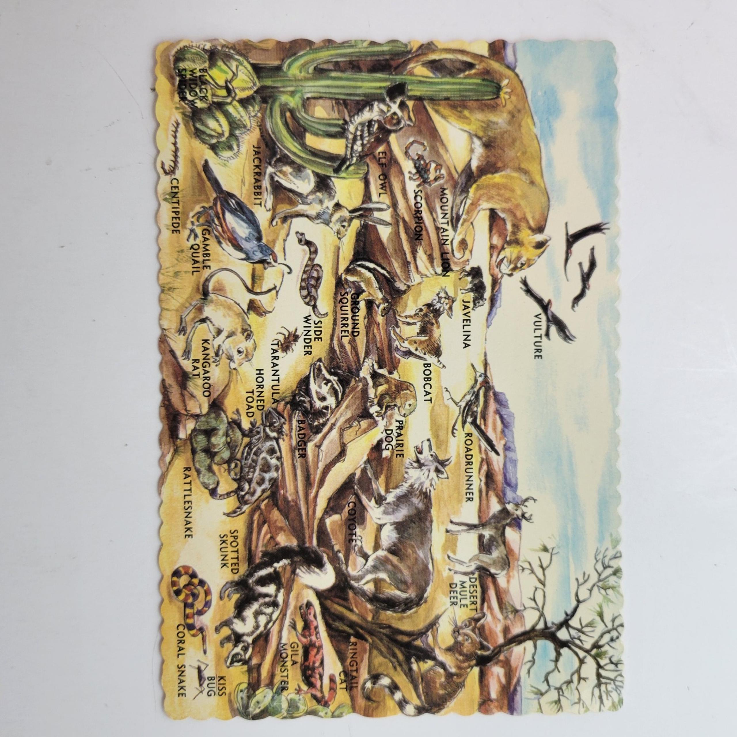 Vintage Wild Life Southwestern Desert Animals Illustrated Postcard