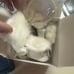 New American Girl Fancy Ice Skates And Muff