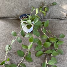 Hoya nummularioides established plant 7 stems will bloom soon