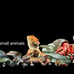 Multi reptile Tank incloser