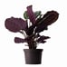 Peacock Prayer Plant, 6 Pot, Multicolor