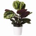 Peacock Prayer Plant, 6 Pot, Multicolor