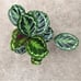 Peacock Prayer Plant, 6 Pot, Multicolor