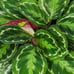 Peacock Prayer Plant, 6 Pot, Multicolor