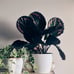Peacock Prayer Plant, 6 Pot, Multicolor