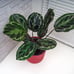 Peacock Prayer Plant, 6 Pot, Multicolor