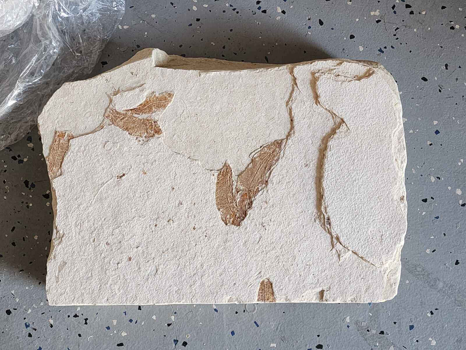 Fish Fossil Fossils Prehistoric? Limestone Dinosaur Skeleton Rock Unknown Item