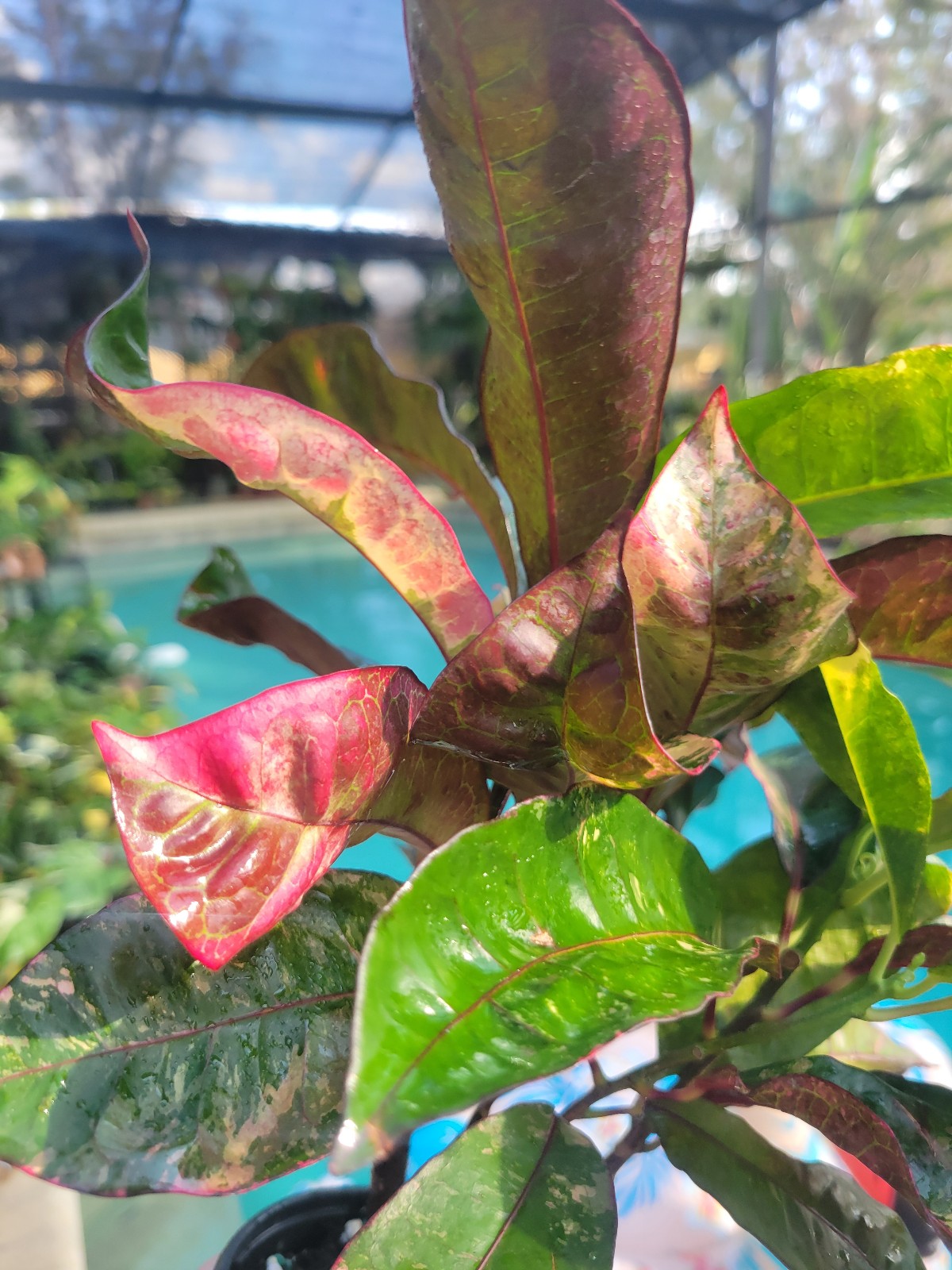 Variegated croton hi ma run dang