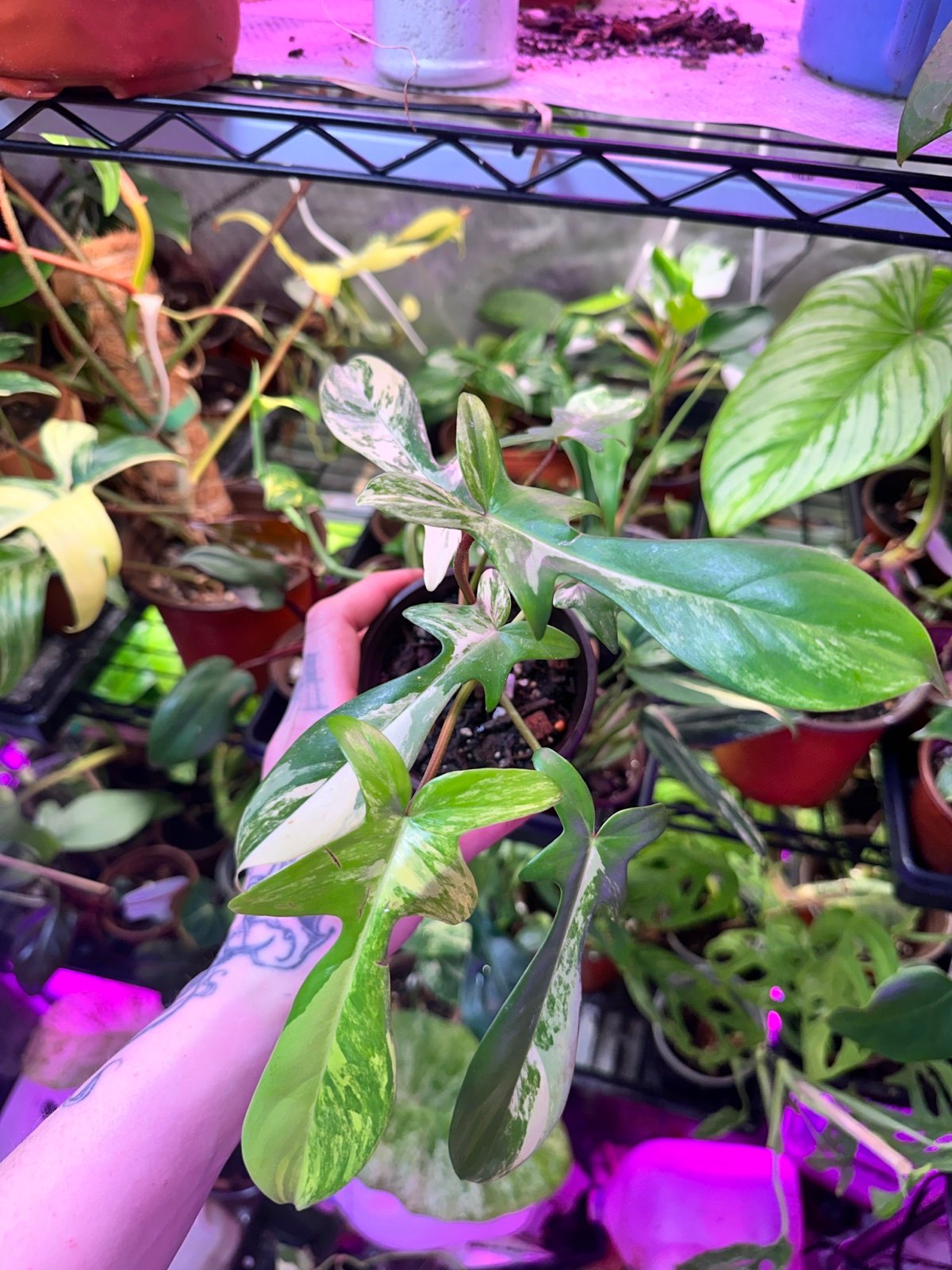 philodendron florida beauty