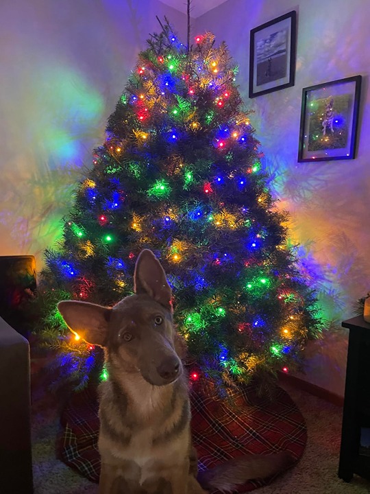 Christmas Lights, 65.67ft 200 LED Color Changing Tree Lights 11-Function