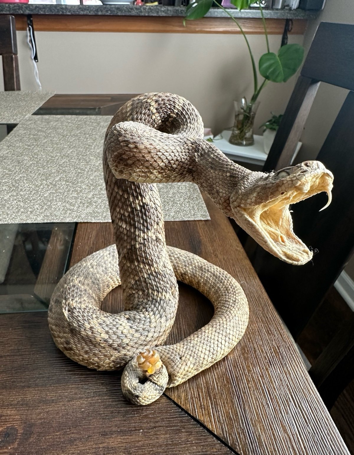 Coiled Striking Eastern Diamondback Rattlesnake