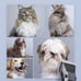 PETLIBRO Dog Clippers, LCD Display Dog Hair Grooming Clippers Kit 10Pcs