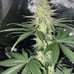 Grow tent set up