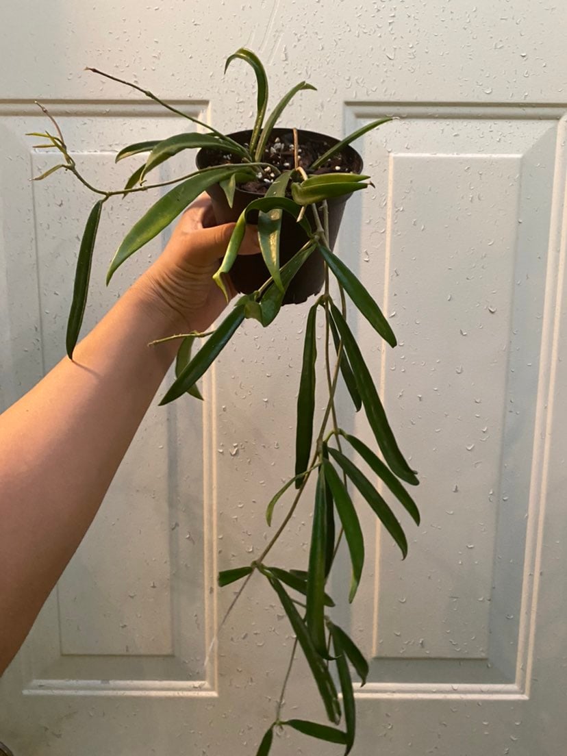 Hoya Shepherdii