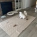 Waterproof and Anti-Slip Dog Bed Cover and Pet Blanket