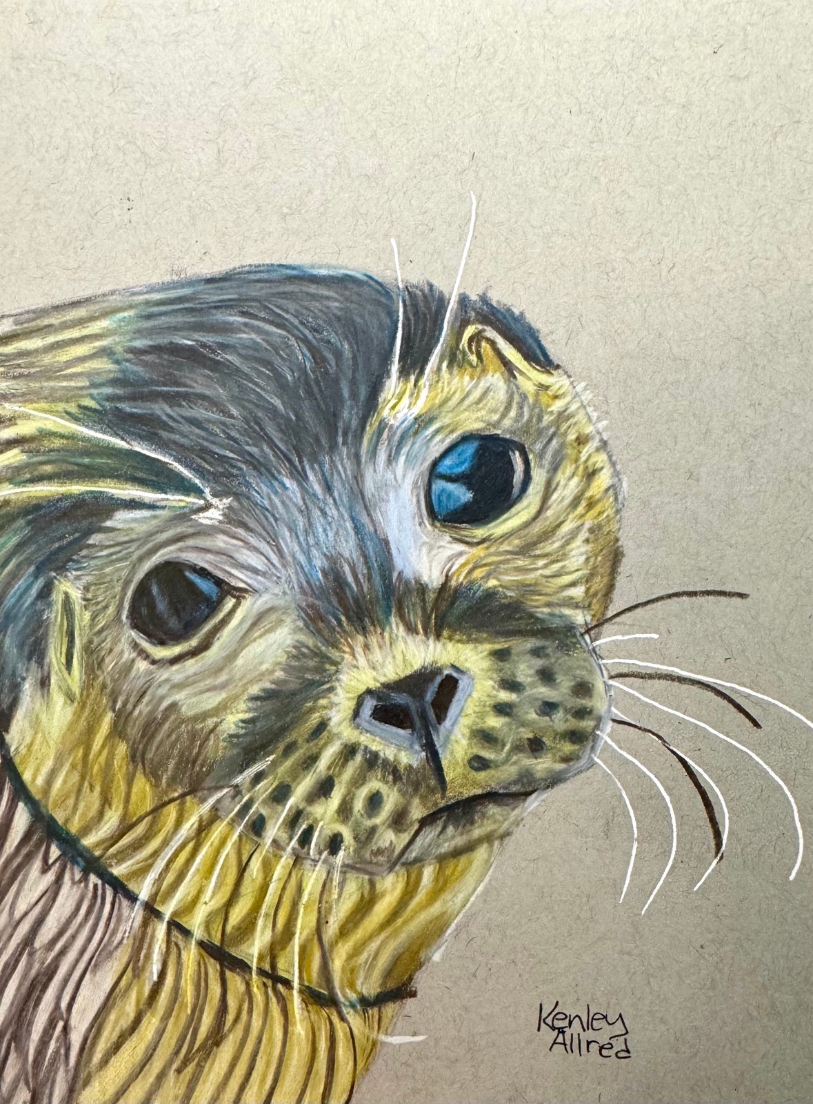 Original Art Seal Colored Pencil Drawing On Gray Toned Paper Size 6”x8” Artwork